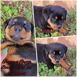 Boy 2 - Black and mahogany male Rottweiler puppy in Blanchard, Oklahoma from Mystique Kennel