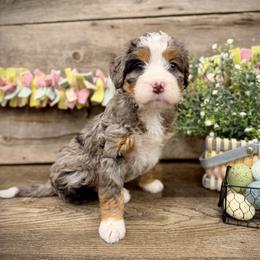 Pearl - Blue merle female Bernedoodle puppy in Idaho from Bernese By Barzees