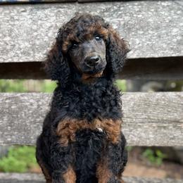 Girl 2 - Sable female Poodle puppy in Houston, Texas from CMJ Kennels