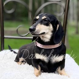 Harmony - Dachshund