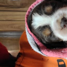 English Springer Spaniel Puppies from 31 Pines Springers & Retrievers