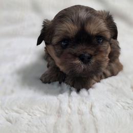 Duke - Chocolate and tan male Shih Tzu puppy in Ronda, North Carolina from Willow River