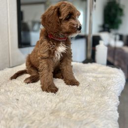 Boy 5 - Red male Australian Labradoodle puppy in Auburn, California from Poodles and Labradoodles breeder