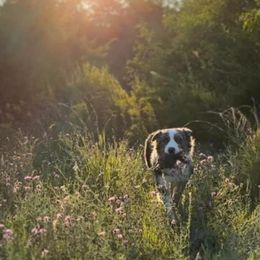 Australian Shepherds from White Tail Australian Shepherds
