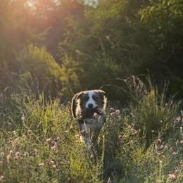 Australian Shepherds from White Tail Australian Shepherds