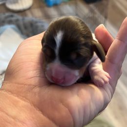 Lenny - Piebald male Dachshund puppy in Indian Trail, North Carolina from Hilda’s Teenie Weenies