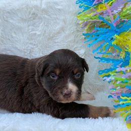 Australian Shepherd, Miniature Australian Shepherd, and Toy Australian Shepherd Puppies from Osborne's Aussies