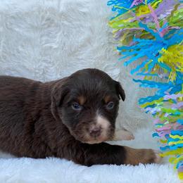 Australian Shepherd, Miniature Australian Shepherd, and Toy Australian Shepherd Puppies from Osborne's Aussies