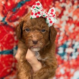 OLIPOP - Red  female Goldendoodle puppy in Macon County, North Carolina from Mountain Doodles