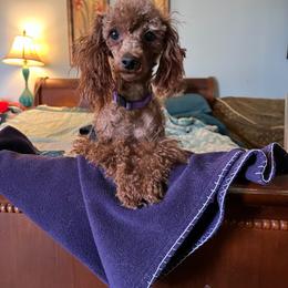 Clarise - Poodle