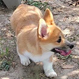 Pembroke Welsh Corgis from Aurelia Corgis