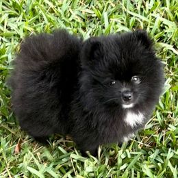Shadow - Cream male Pomeranian puppy in Green Cove Springs, Florida from Natasha's Ark of Joy
