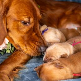 Golden Retriever Puppies from Earley Goldens