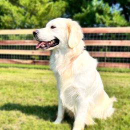 Lily - Golden Retriever