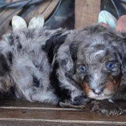 Boy 3 - Blue merle male Aussiedoodle puppy in Lawton, Oklahoma from Lindsey’s Aussies