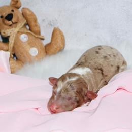 Veruca - Chocolate merle female Bernedoodle puppy in Ohio from Moore Doodles