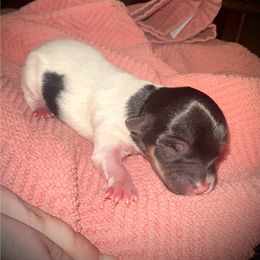 Girl 3 - Black & tan tri-color female Morkie puppy in Aliquippa, Pennsylvania from The Morkie Mom