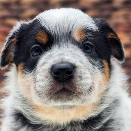 Australian Cattle Dogs and Australian Shepherds from Bluebonnet Heelers