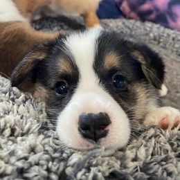 Galveston - Black and tan Pembroke Welsh Corgi puppy in Berkeley Springs, West Virginia from Hummingbird Farm