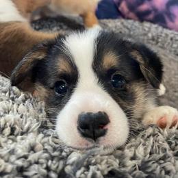 Galveston - Black and tan Pembroke Welsh Corgi puppy in Berkeley Springs, West Virginia from Hummingbird Farm