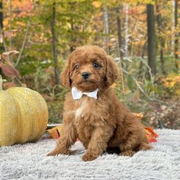 White bow OFA - Red female Cavapoo puppy in Evart, Michigan from Northern’s Cute Cuddly Cava Poos