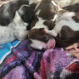 Girl One - Liver and white female Shih Tzu puppy in New Bern, North Carolina from Kuddly Creatures