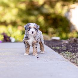 Poppy - Merle female Bernedoodle puppy in Narvon, Pennsylvania from CBKB Bernedoodle’s