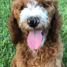 Bernedoodle and Goldendoodle Puppies from Heartfelt GoldenDoodles
