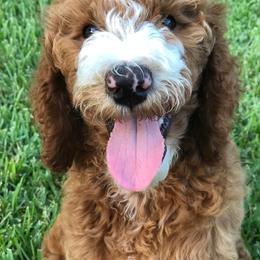 Bernedoodle and Goldendoodle Puppies from Heartfelt GoldenDoodles
