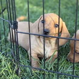 Dachshund Puppies from Carranza Puppy Farm