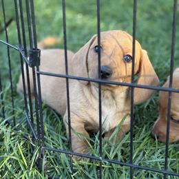 Dachshund Puppies from Carranza Puppy Farm