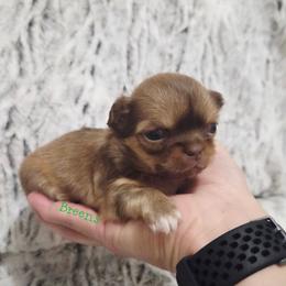 Choc. Sable Girl - Chocolate sabled fawn female Chihuahua puppy in Richmond, Virginia from Breens