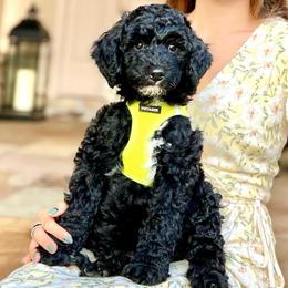 Boy 5 - Black male Goldendoodle puppy in Frederick, Maryland from Loving Doodles