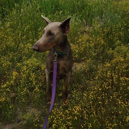 Angel - Doberman Pinscher