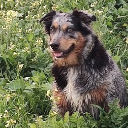 Kōloa - Australian Shepherd