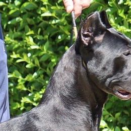 Cane Corso from Icon Cane Corso