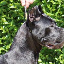 Cane Corso from Icon Cane Corso