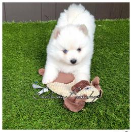 Otis - White male Pomsky puppy in North Liberty, Indiana from Indiana Pomsky