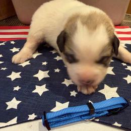 Mr Blue - White and badger male Great Pyrenees puppy in Idaho from Portneuf Range Pyrenees