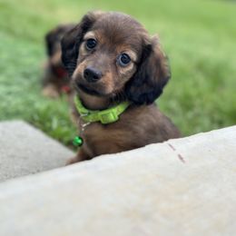 Dachshund Puppies from Itty Bitty Dachshunds