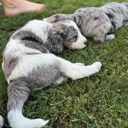 Junie - female Australian Mountain Doodle puppy in Sherrills Ford, North Carolina from Magnolia Grove Farms