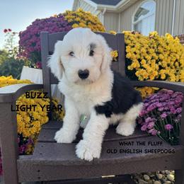 BUZZ LIGHTYEAR YEAR - Gray and white male Old English Sheepdog puppy in Blackfoot, Idaho from What the Fluff Old English Sheepdog