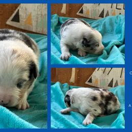 Talon - Blue merle male Miniature American Shepherd puppy in Philpot, Kentucky from MarLoWin Aussies