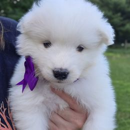 Purple girl - White female Samoyed puppy in Elwell, Michigan from Limelight Samoyeds