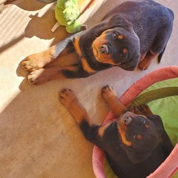 Rottweiler Puppies from Gottlïchen Rottweilers
