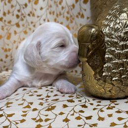 Boy 2 - Piebald male Dachshund puppy in Somerset, Pennsylvania from Rae’s Dapper Dachshunds