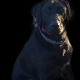 Labrador Retrievers from Jason Hopkins' Labrador Retrievers