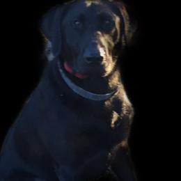 Labrador Retrievers from Jason Hopkins' Labrador Retrievers