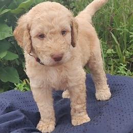 Red Collar (Blue Eyes) - Cream male Goldendoodle puppy in Willow Springs, Missouri from Todd Family Homestead