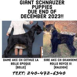 Giant Schnauzers from Twin Isles Giant Schnsizers